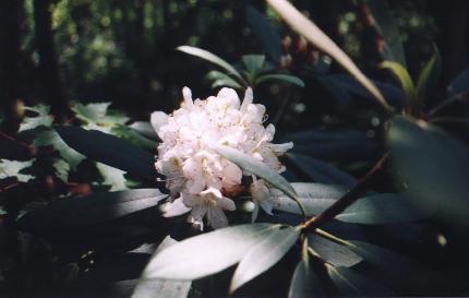 Rosebay Rhododendron, Great
              Smoky Mts., Photo by B. E. Fleury