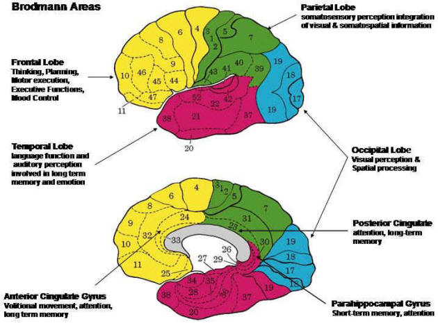 _images/cortex-BrodmannAreasLobe.png
