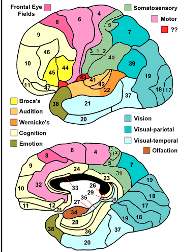 _images/cortex-BrodmannFunction.png