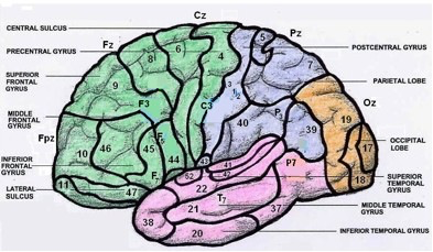 _images/cortex-BrodmannGyrusSulcus.png