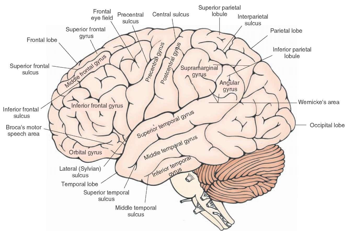 _images/cortex-GyriLeftLat.png