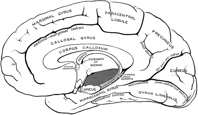 _images/cortex-GyriRightMedial.png
