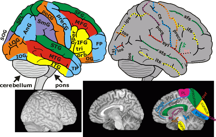 _images/cortex-GyriSulciAcronyms.png