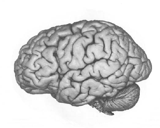 _images/cortex-LobesLeftBW.png