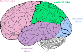 _images/cortex-LobesLeftColor.png