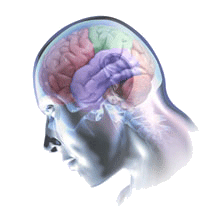 _images/cortex-LobesThruSkull.png