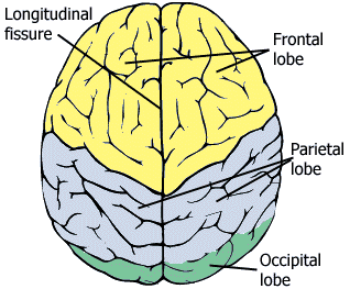 _images/cortex-LobesTopColor.png