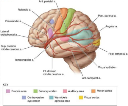 _images/cortex-MiddleCerebralArtery.png