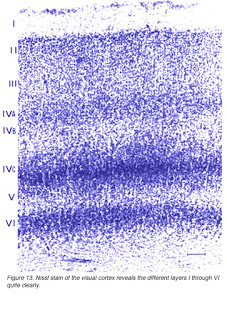 _images/cortex-Nissl.png