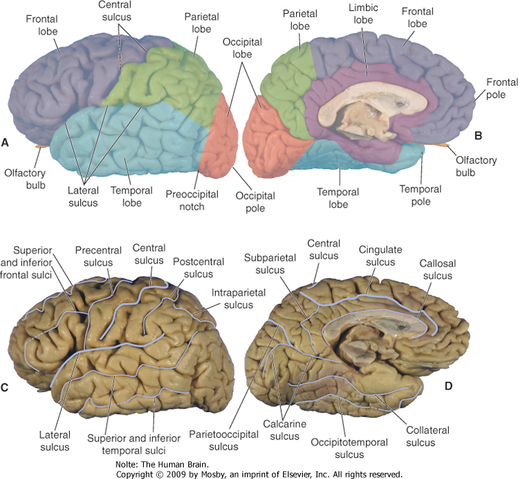 _images/cortex-SulciLobes.png