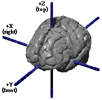 _images/cortex-TalairachAxes.png