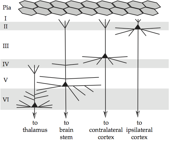 _images/cortex-lamina.png