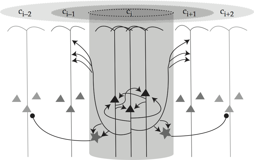 _images/cortex-minicolumn.png
