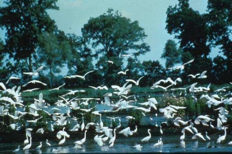 Egrets flock to a Louisiana
          crawfish farm, Photo by B. E. Fleury