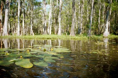 The Cypress-Tupelo Swamp