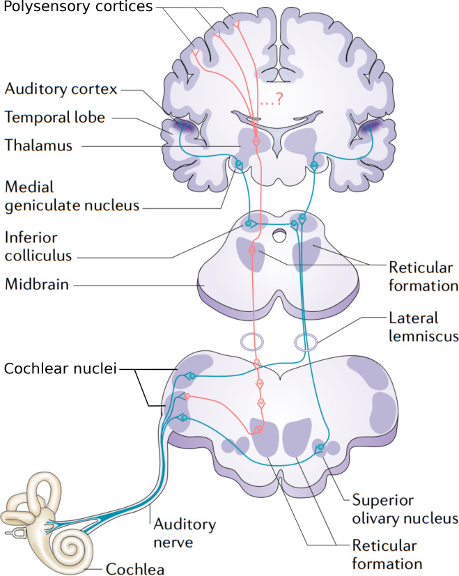 _images/audpath-AscendingPaths.png