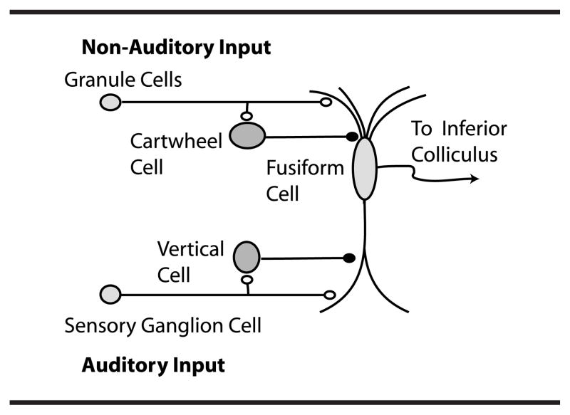 _images/audpath-Tzounopoulos08-Fig1.png