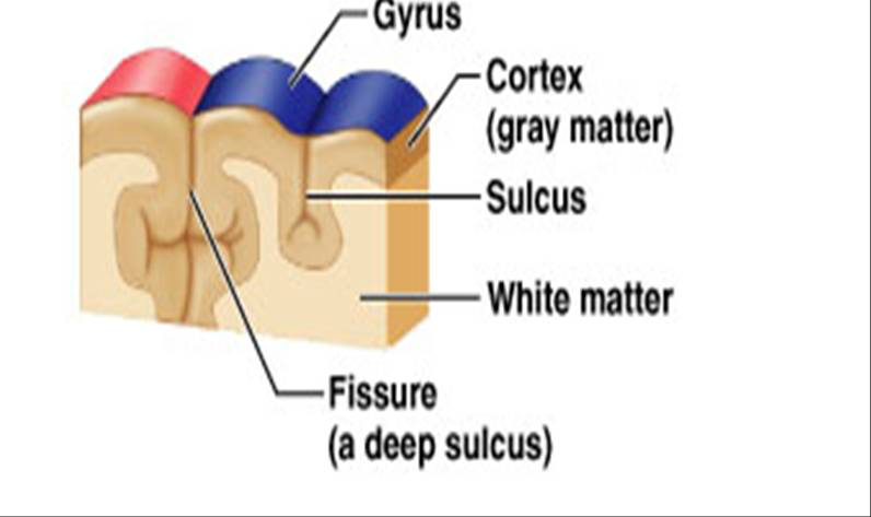 _images/cortex-GyrusSulcus.png