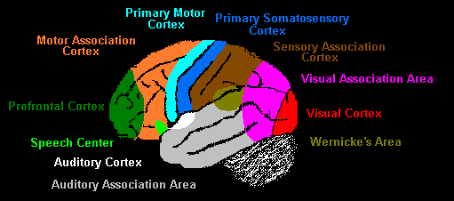 _images/cortex-LeftFunctions.png