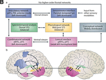 _images/neuroling_HP12Diagram.png