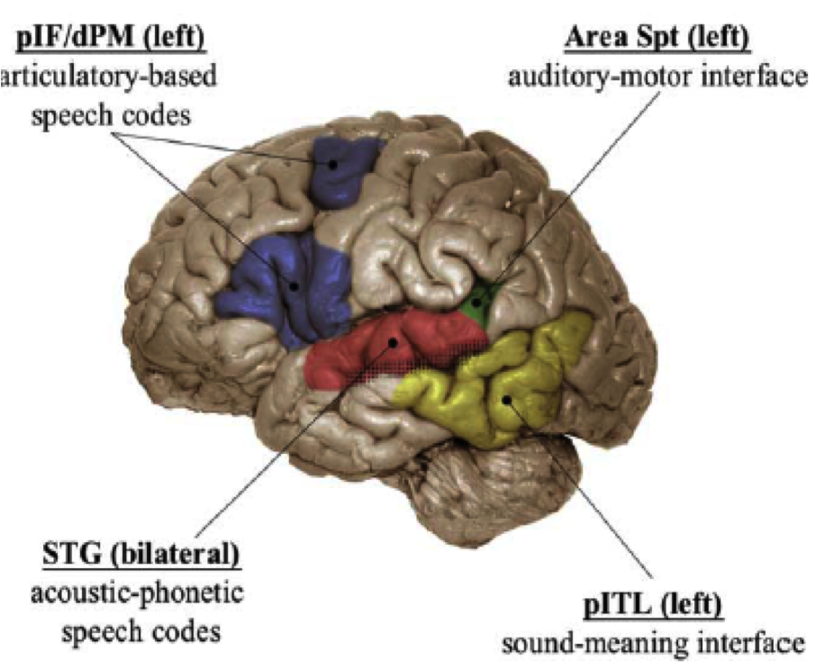 _images/neuroling_HickokPoepel04.png