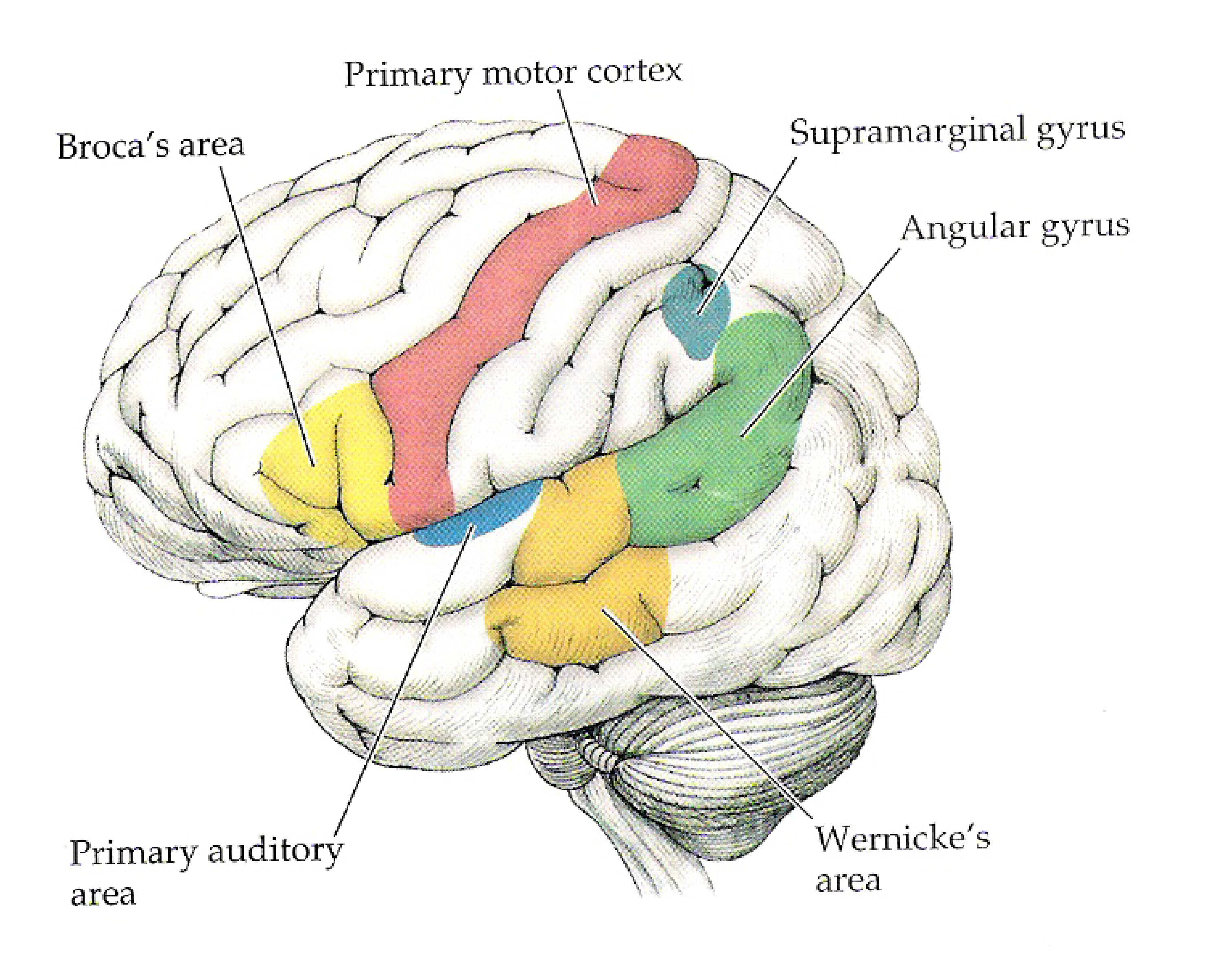 _images/neuroling_LingCortex.png