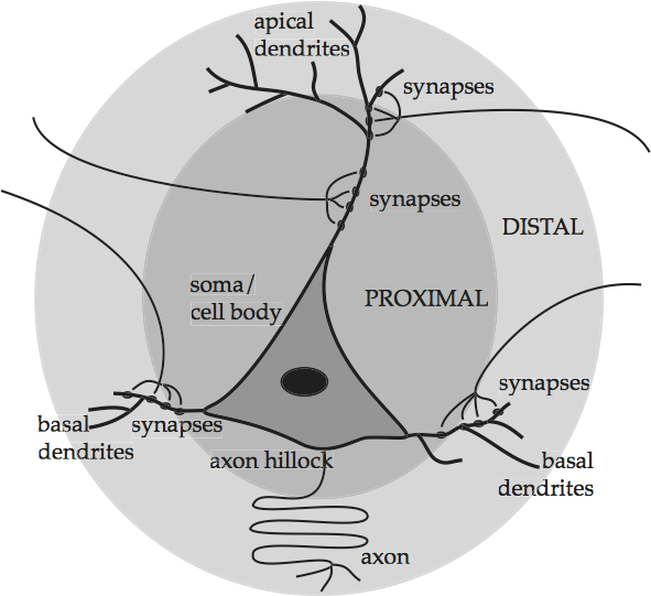 _images/neuron-pyramid.png