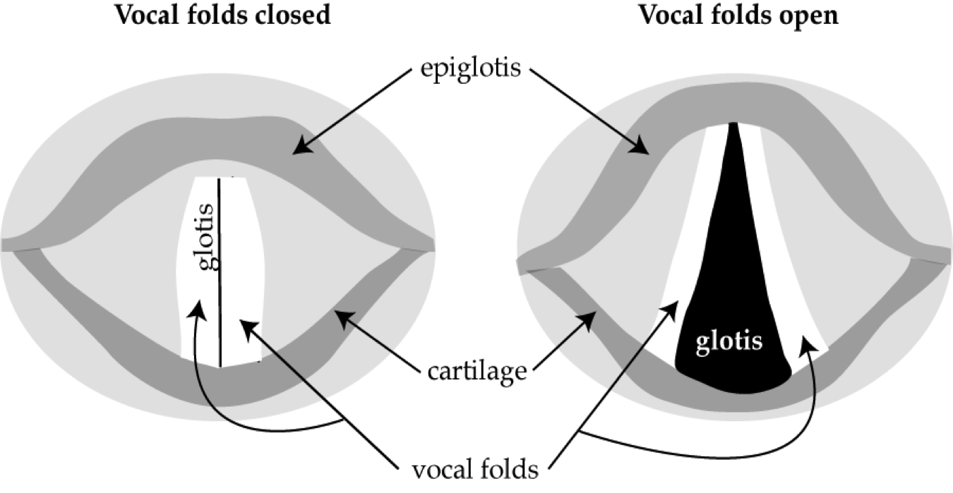 _images/speech-VocalFolds.png