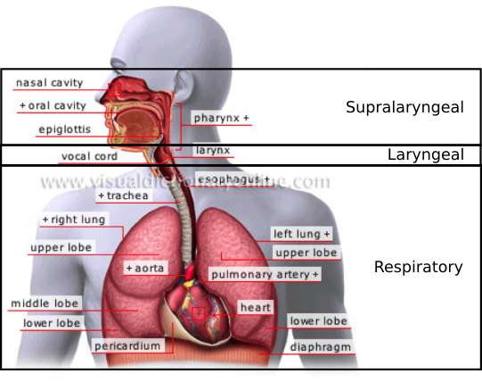 _images/speech_3systemsSpeechProd.png