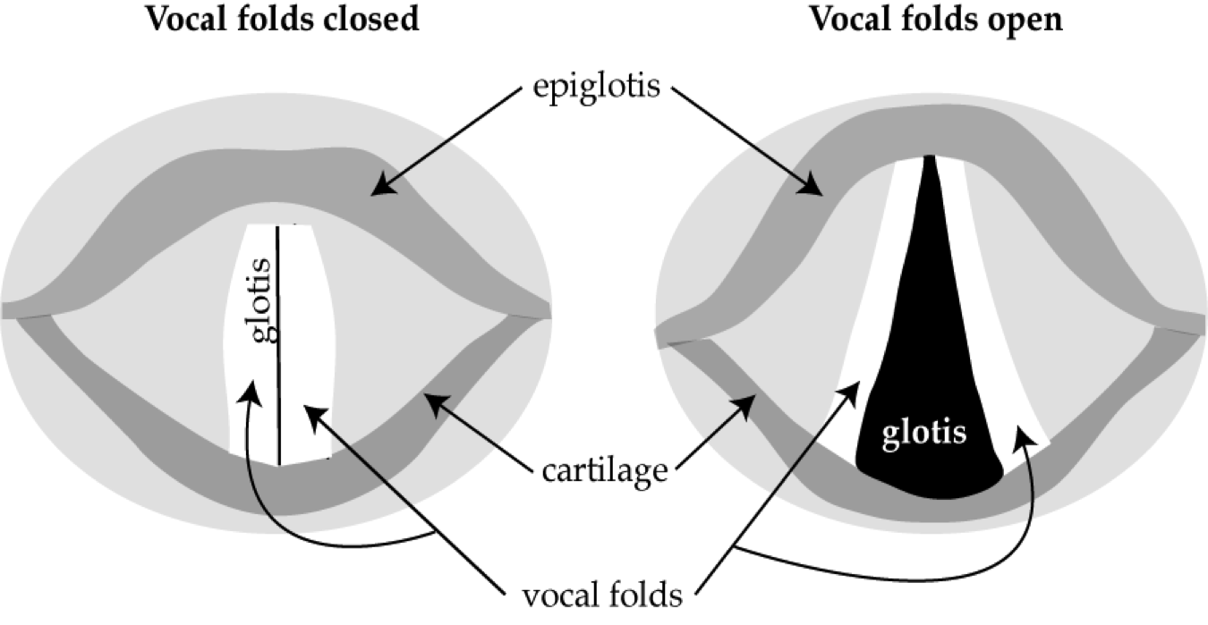 _images/speech_VocalFolds.png