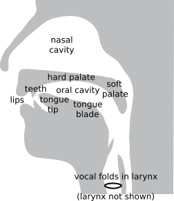 _images/speech_supralaryngeal.png