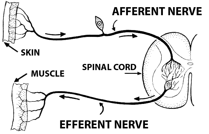 _images/audpath-AfferentEfferent.png