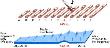 _images/audtrans-BMXylophone.png