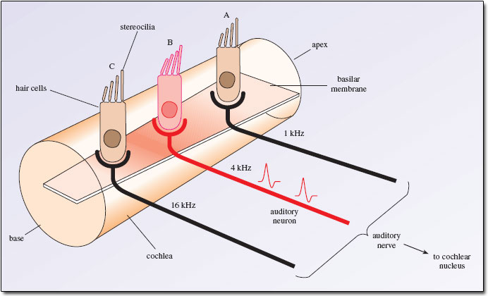 _images/audtrans-HairCellsBasilarMembrane.png