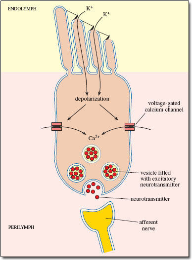 _images/audtrans-InnerHairDepolarization.png