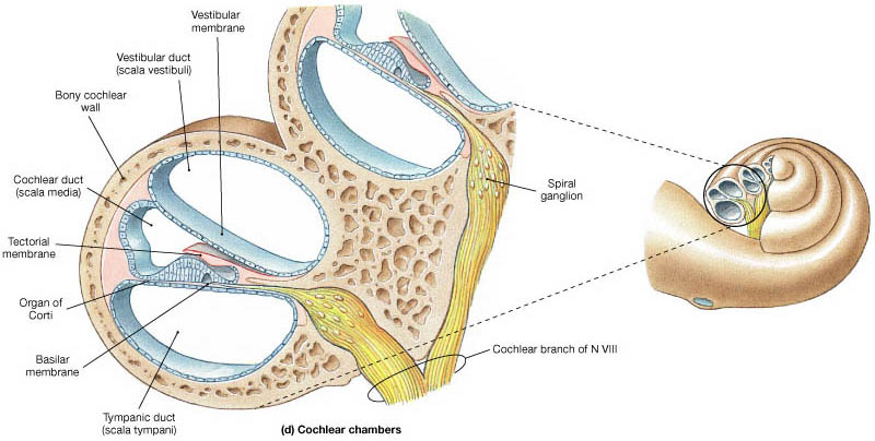 _images/audtrans-OrganCortiLocation.png