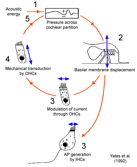 _images/audtrans-OuterHairCell.png