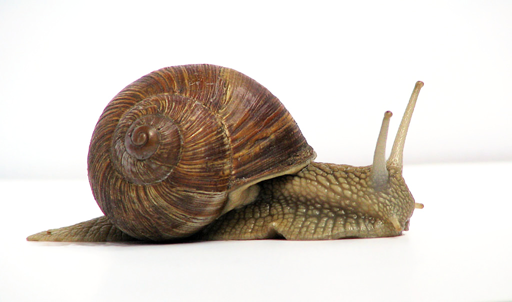 _images/audtrans-Snail.png