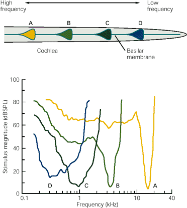 _images/audtrans-TuningCurves.png