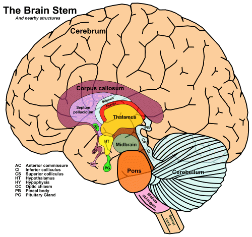 _images/cortex-VerticalAxis.png