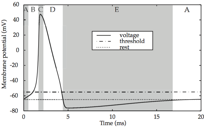 _images/neuron-HH_spike.png