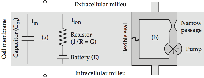 _images/neuron-RC_circuit.png