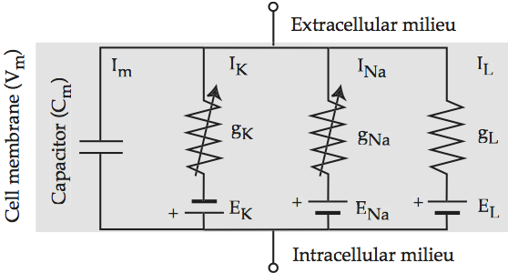 _images/neuron-RC_three_circuit.png