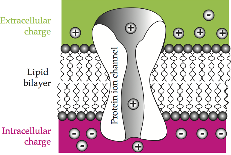 _images/neuron-membrane.png