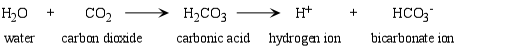 carbonicacid.gif (3518 bytes)