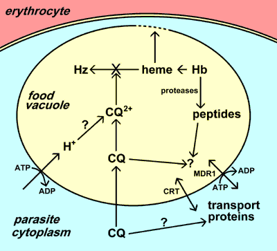 food vacuole