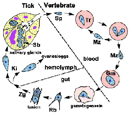 Babesia Life Cycle