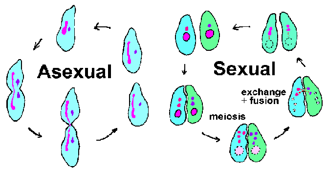 Ciliate Reproduction