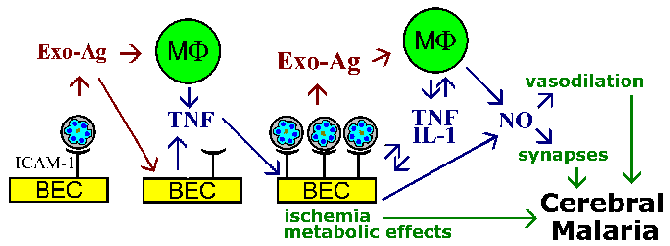 Cerebral Malaria