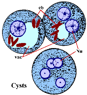 E. histolytica cyst